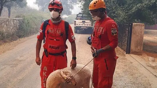 AKUT, Muğla'dan sonra Aydın Çine'de orman yangınlarına müdahale için operasyonda