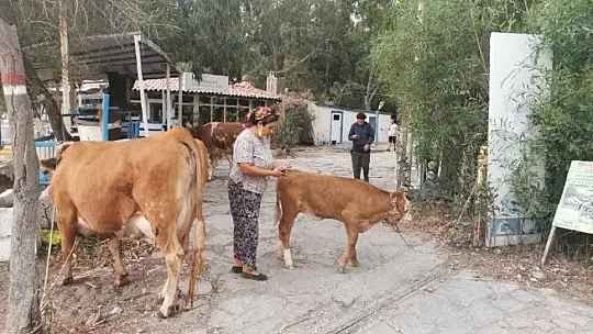 Alevlere teslim olan Marmaris'te göz yaşartan görüntüler
