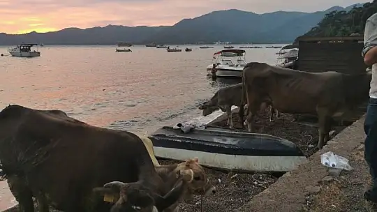Alevlere teslim olan Marmaris'te göz yaşartan görüntüler