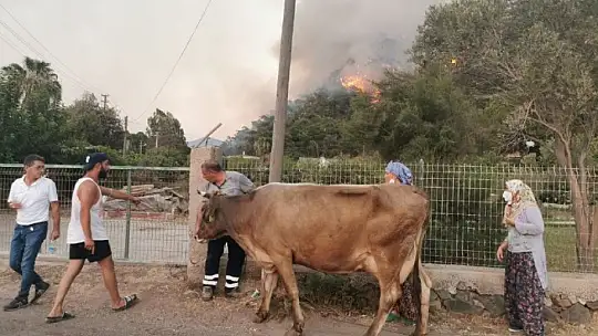 Alevlere teslim olan Marmaris'te göz yaşartan görüntüler