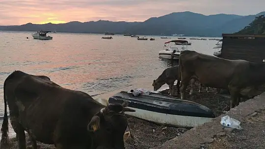 Alevlere teslim olan Marmaris'te göz yaşartan görüntüler