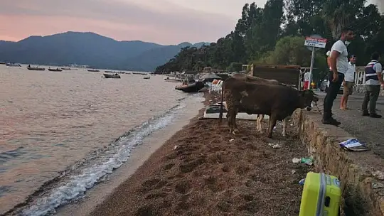 Alevlere teslim olan Marmaris'te göz yaşartan görüntüler