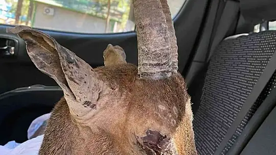 Alevlerin arasında kalan yaban keçisinin yaşam mücadelesi