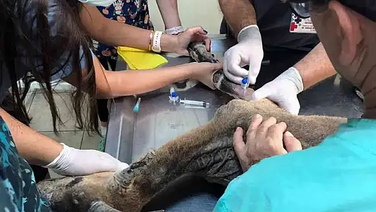 Alevlerin arasında kalan yaban keçisinin yaşam mücadelesi