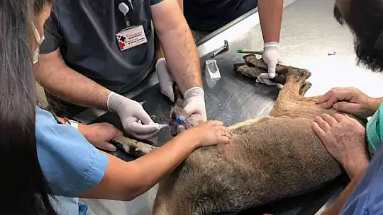 Alevlerin arasında kalan yaban keçisinin yaşam mücadelesi