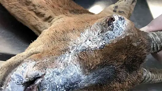 Alevlerin arasında kalan yaban keçisinin yaşam mücadelesi