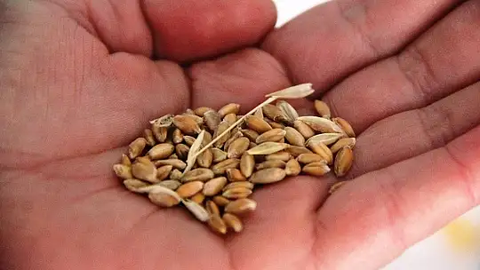 Altından bile değerli 7 bin yıllık tohumlar, Bodrum'da başak verecek