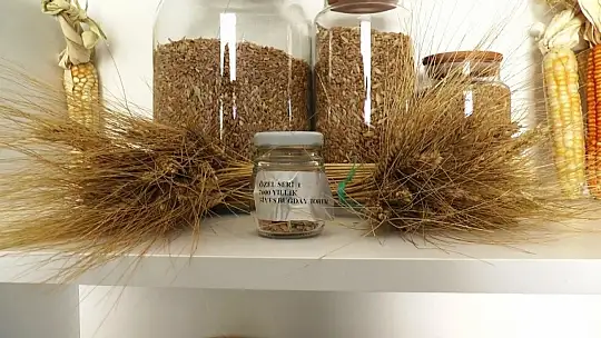 Altından bile değerli 7 bin yıllık tohumlar, Bodrum'da başak verecek