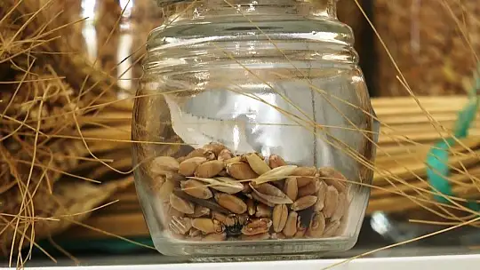 Altından bile değerli 7 bin yıllık tohumlar, Bodrum'da başak verecek