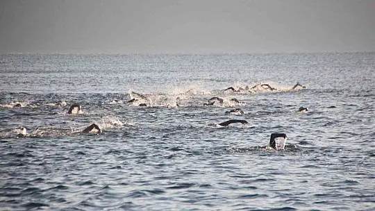 Aquamasters Yüzme Şampiyonası başladı
