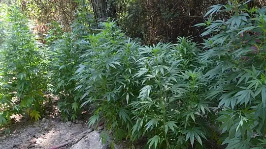 Araziye ektiği kenevirleri sulamaya gelince yakalandı