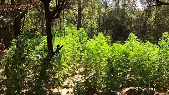 Araziye ektiği kenevirleri sulamaya gelince yakalandı