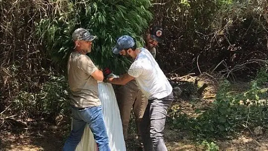 Araziye ektiği kenevirleri sulamaya gelince yakalandı