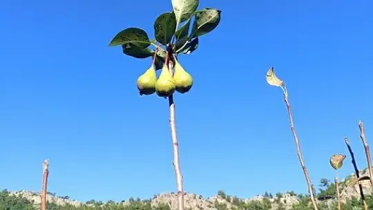 Armut ağacı aralıkta meyve verdi