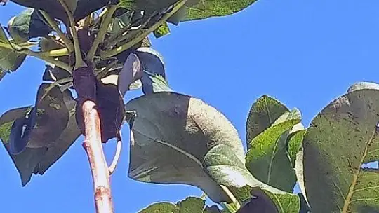 Armut ağacı aralıkta meyve verdi