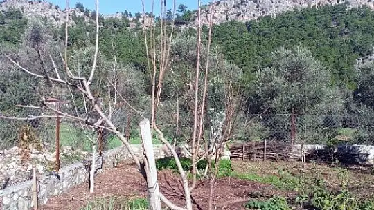 Armut ağacı aralıkta meyve verdi