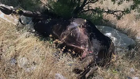 Çıkan Yangında 2 Büyükbaş Hayvan Telef Oldu