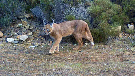 'Karakulak' Avusturya Doğa Filmleri Festivali'nde finale kaldı