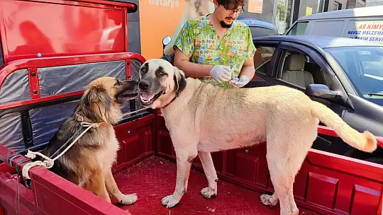 Sokak hayvanlarına yönelik çalışmalar sürüyor