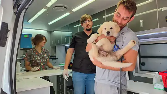 Sokak hayvanlarına yönelik çalışmalar sürüyor