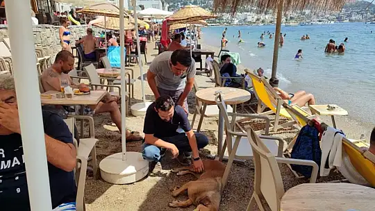 Sokak hayvanlarına yönelik çalışmalar sürüyor