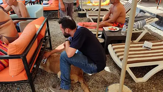 Sokak hayvanlarına yönelik çalışmalar sürüyor