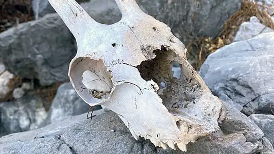 Dağcılık Kulübü Üyelerini Hayrete Düşüren Avcı Kulübesi