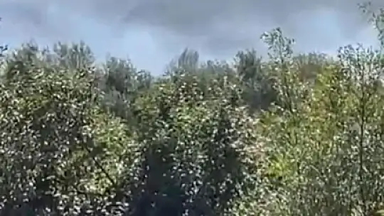 Makilik yangını ormana sıçramadan söndürüldü