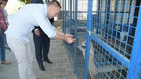 Hayvan hakları için Milas Kaymakamı Böke sahada