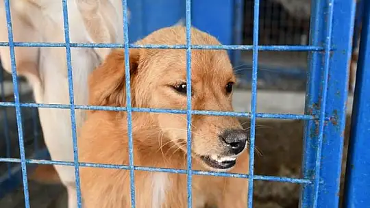 Hayvan hakları için Milas Kaymakamı Böke sahada