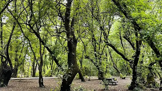 Aktaş, Sığla Ağaç Korusu'nda incelemelerde bulundu