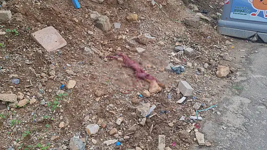 Derisini Yüzüp, Çöpe Atmışlar