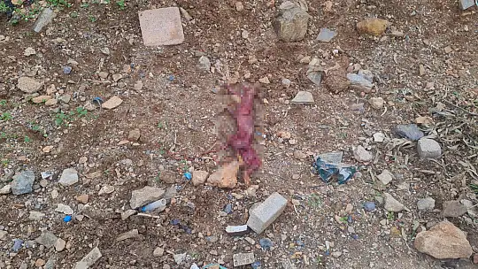 Derisini Yüzüp, Çöpe Atmışlar