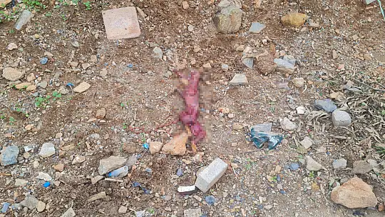 Derisini Yüzüp, Çöpe Atmışlar