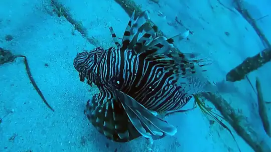 Denizlerde korkutan sıcaklık artışı