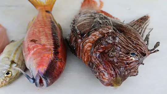 Denizlerde korkutan sıcaklık artışı