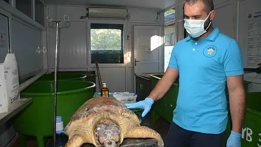 Zıpkınla vurulan deniz kaplumbağası tedavi altına alındı