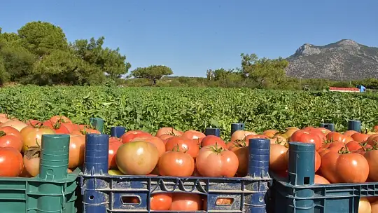 Üreten Çiftçilere Kısıtlama Yok