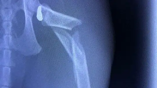 Sahipli kediyi havalı tüfek ile vurdular