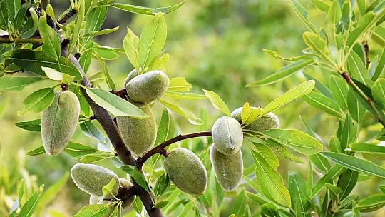 Muğla'nın tarımsal değeri 10 milyar tl