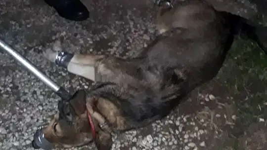 Köpeğin saldırdığı vatandaşı Jandarma kurtardı