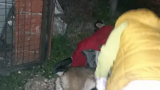 Köpeğin saldırdığı vatandaşı Jandarma kurtardı