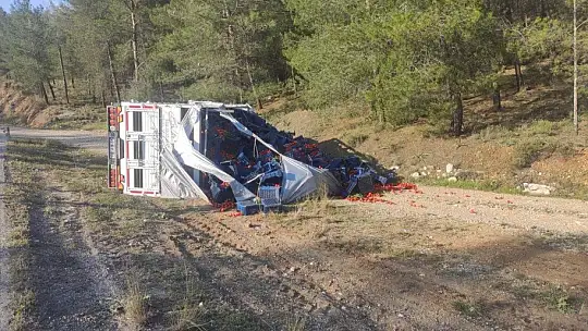 Seydikemer'de domates yüklü kamyon devrildi