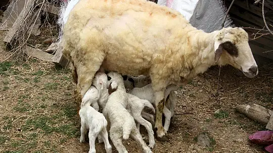 Bir batında 7 kuzu doğuran koyun şaşırttı