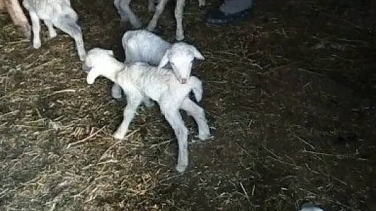 Bir batında 7 kuzu doğuran koyun şaşırttı