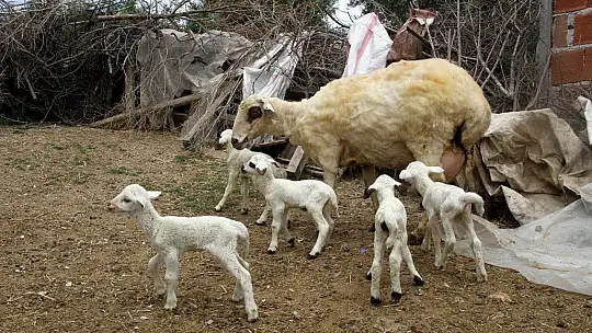 Bir batında 7 kuzu doğuran koyun şaşırttı
