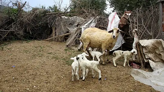 Bir batında 7 kuzu doğuran koyun şaşırttı