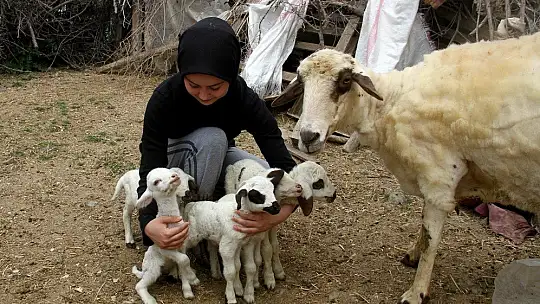 Bir batında 7 kuzu doğuran koyun şaşırttı