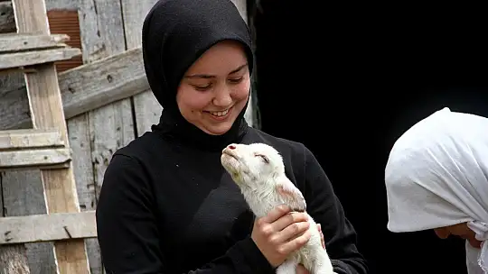 Bir batında 7 kuzu doğuran koyun şaşırttı