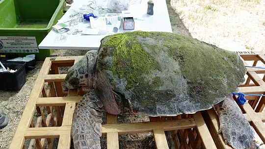Tedavisi tamamlanan caretta caretta denize bırakıldı
